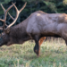 Arizona woman trampled to death by elk – Law Officer